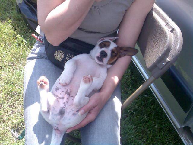 CLASH Jack Russell Terrier - Jack Russell