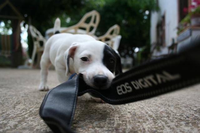 jack russell COSMO - Jack Russell