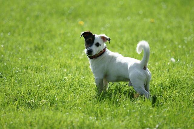 Jack Russell - Krusty - Jack Russell
