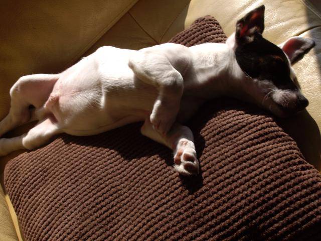 Jack Russell - Krusty - Jack Russell