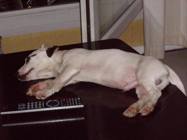 Jack Russell - Krusty - Jack Russell