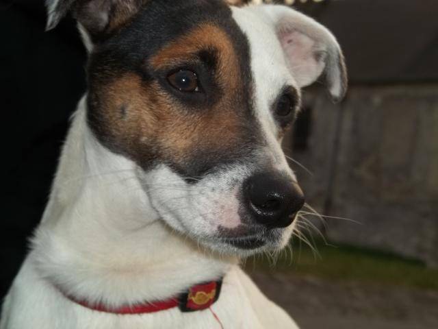 Jack Russell - Krusty - Jack Russell