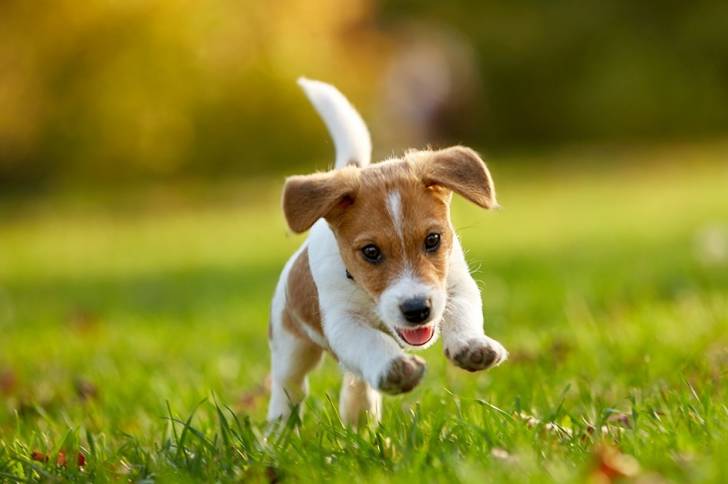 Un chiot en train de courir dans un parc