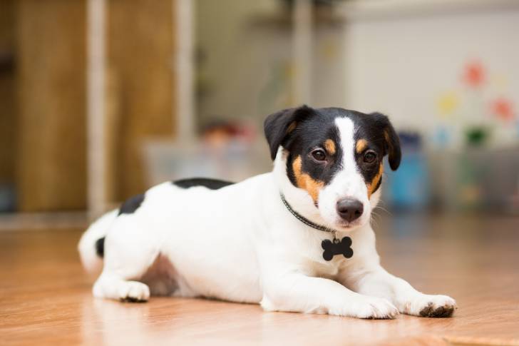 Un jeune Jack Russell tricolore assis sur du parquet