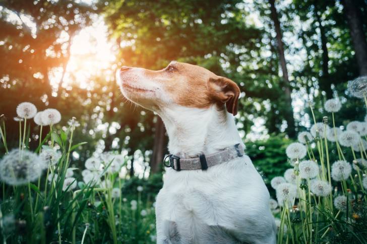 Photo Jack Russell