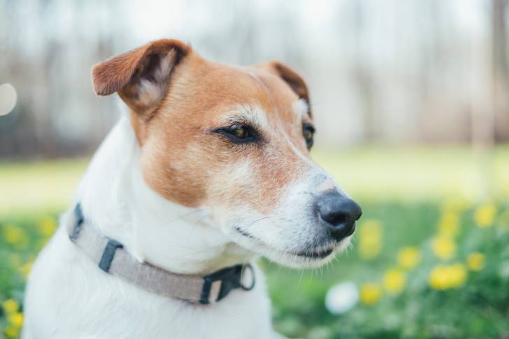Un Jack Russell vu de près