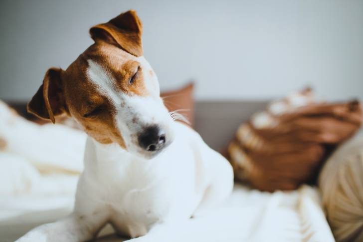 Un Jack Russell qui penche la tête sur le côté