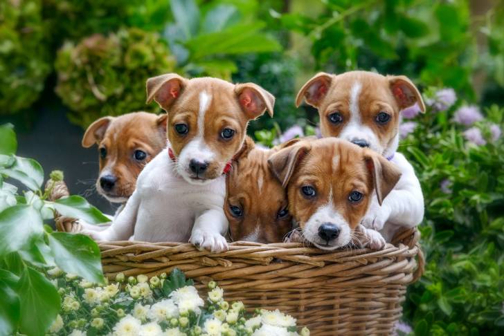 Une portée de Jack Russells
