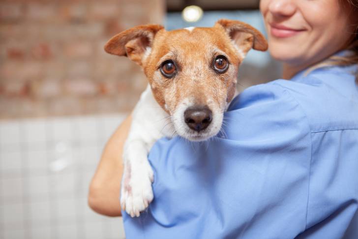 Un Jack Russell dans les bras du vétérinaire