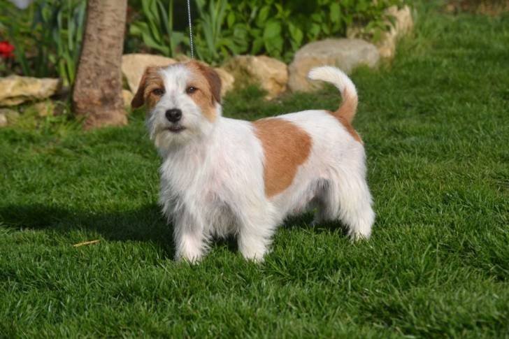 Un Jack Russell sur un terrain herbeux tenu en laisse et regardant vers la caméra