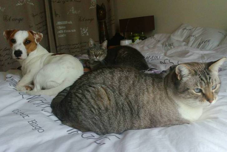Un Jack Russell et deux chats allongés sur un lit 