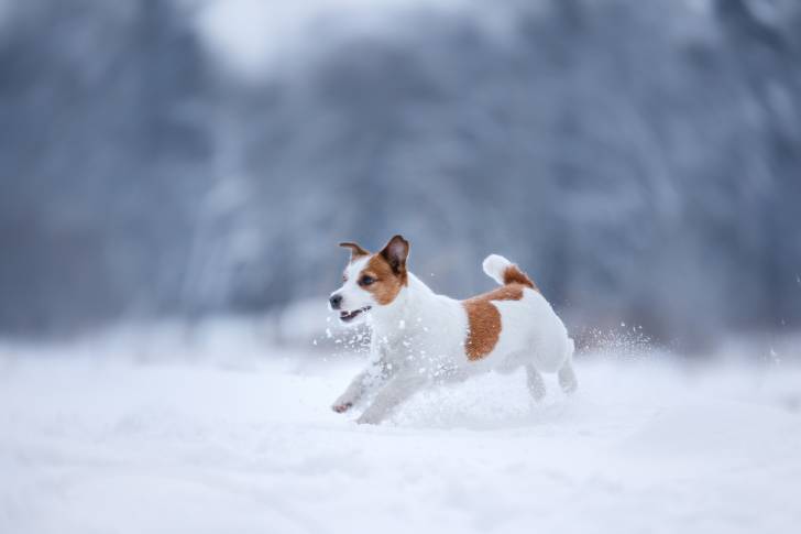 Un Jack Russell courant sur une surface enneigée