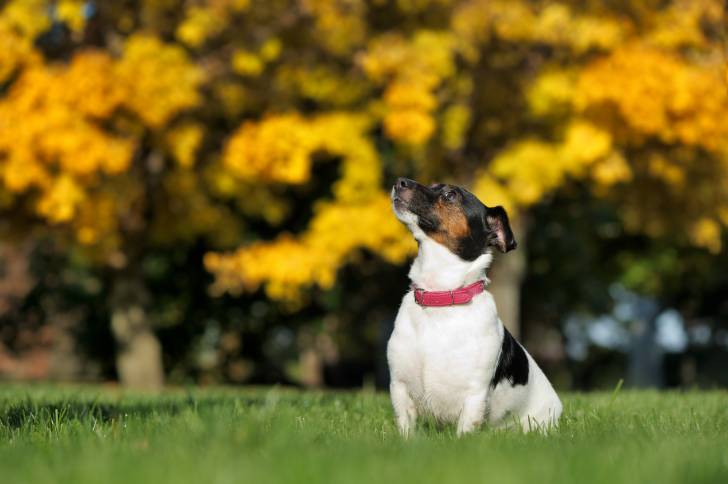 Un Jack Russell assis sur un terrain herbeux et portant une ceinture de cou
