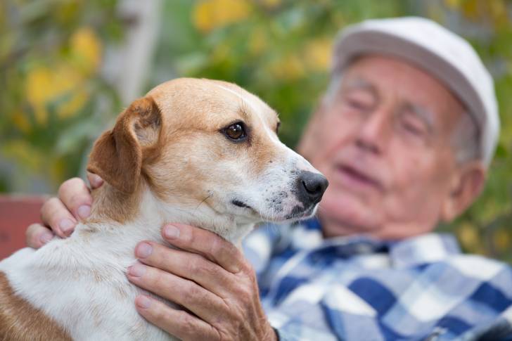 Un Jack Russell se faisant caresser les poils par un vieil homme