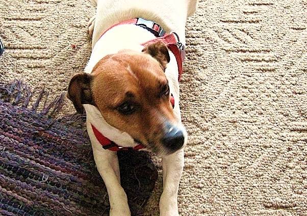 Eddie - Jack Russell Mâle (6 ans)