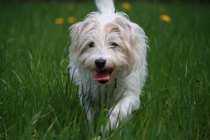 Gianna - Jack Russell (10 ans)