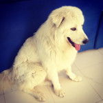 nik - Berger de Maremme-Abruzzes M&acirc;le (3 ans)