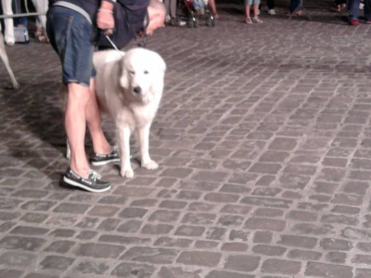 Cane di una mostra canina - Berger de Maremme-Abruzzes