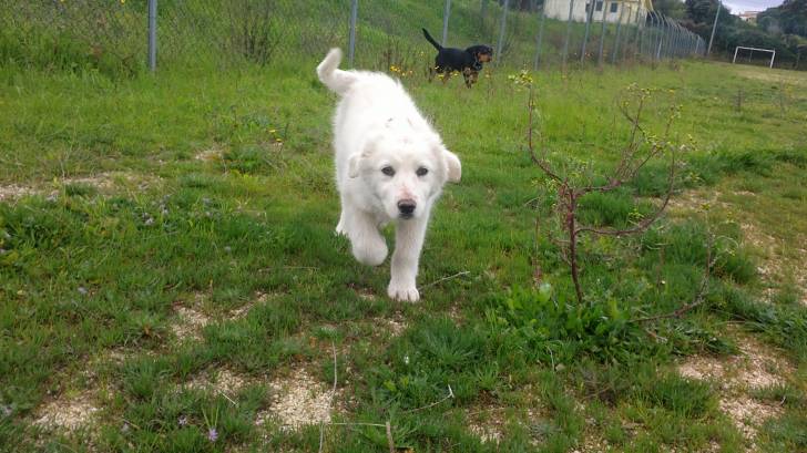 Nala - Berger de Maremme-Abruzzes (4 mois)