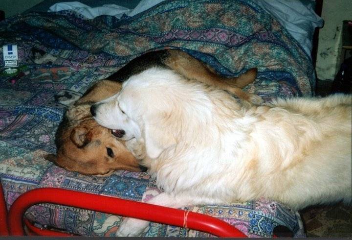 Luna e Stella - Berger de Maremme-Abruzzes (9 ans)