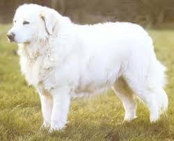 Dog - Berger de Maremme-Abruzzes