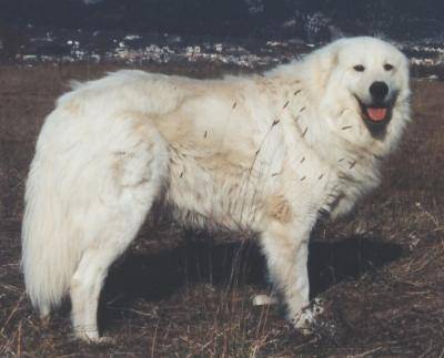 Berger de Maremme-Abruzzes - Berger de Maremme-Abruzzes