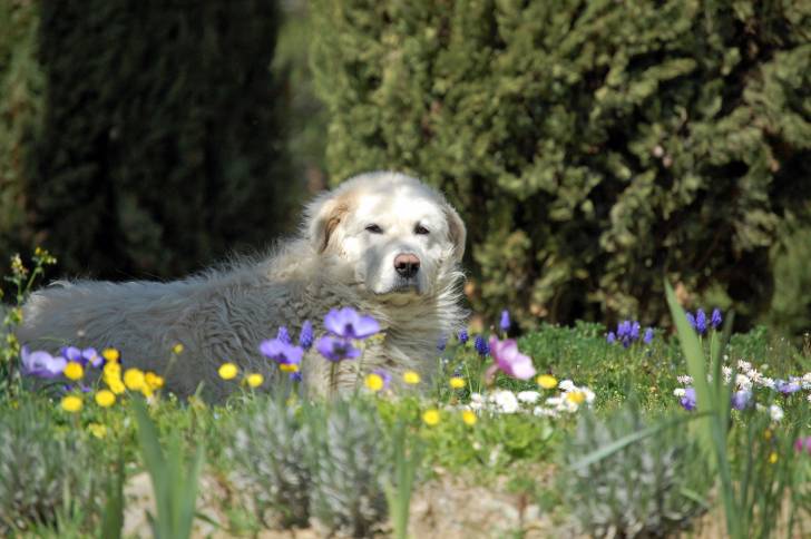 Photo Berger de Maremme-Abruzzes