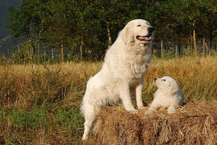 Photo Berger de Maremme-Abruzzes