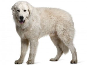 Un Berger de Maremme-Abruzzes sur fond blanc