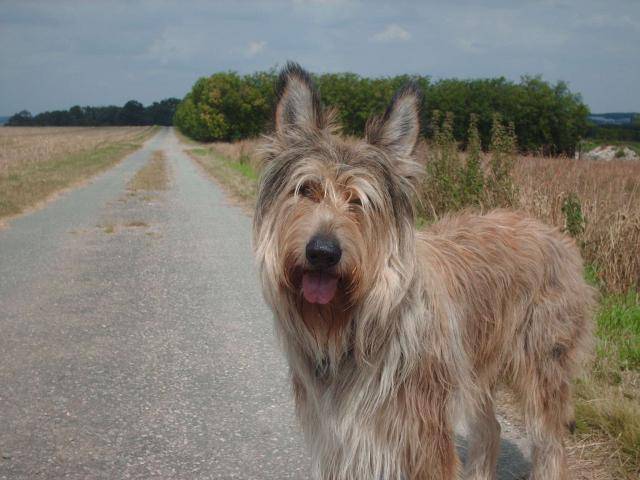 Berger picard Carham des vermondiers - Berger Picard