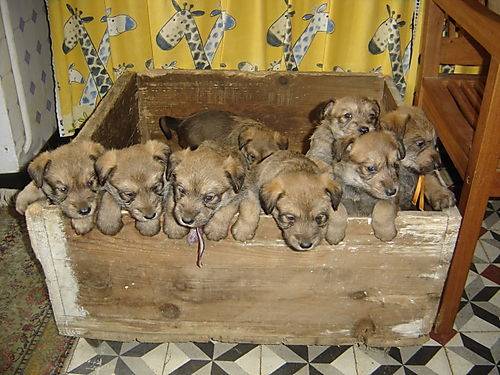 CHIOTS BERGER PICARD - Berger Picard