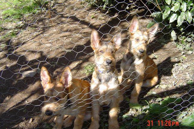 CHIOTS BERGER PICARD - Berger Picard