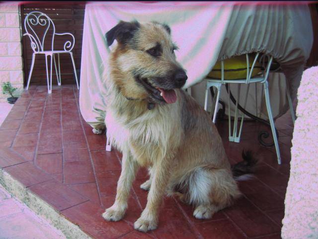 Budy, type griffon, croisé berger picard ? - Berger Picard