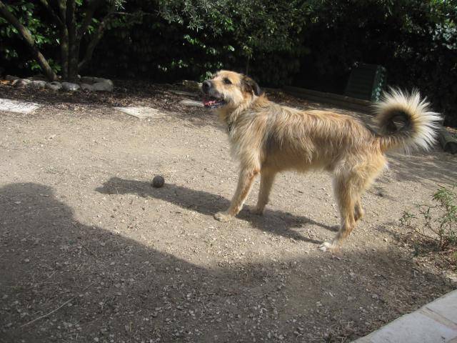 Budy, type griffon, croisé berger picard ? - Berger Picard
