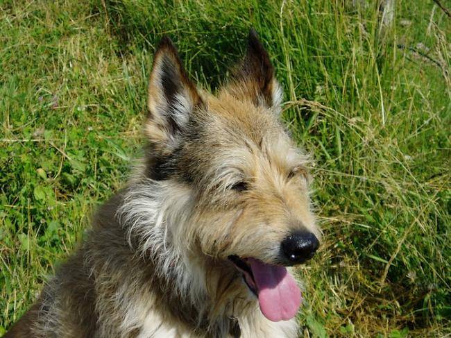 Berger Picard : Sultan 8 ans - Berger Picard (8 ans)