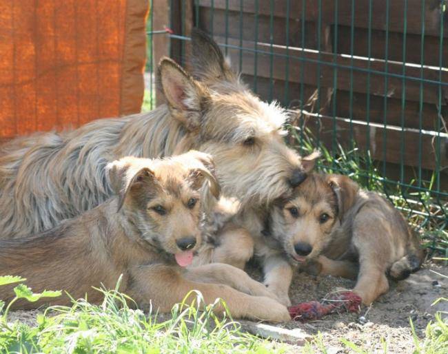 Dana de la Vallée de CreveCoeur et ses bébés - Berger Picard
