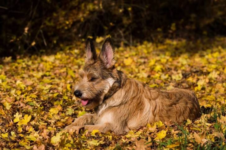 Un Berger Picard allongé sur un sol jonches de feuilles et tirant la langue 