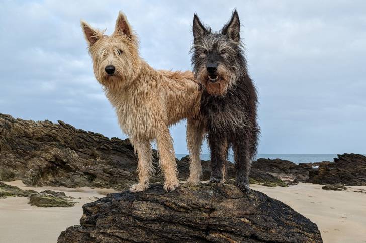Deux Berger Picard sur un rocher 