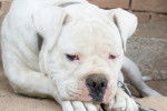 Un Bouledogue Américain blanc
