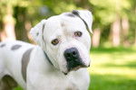 Photo Bouledogue Américain