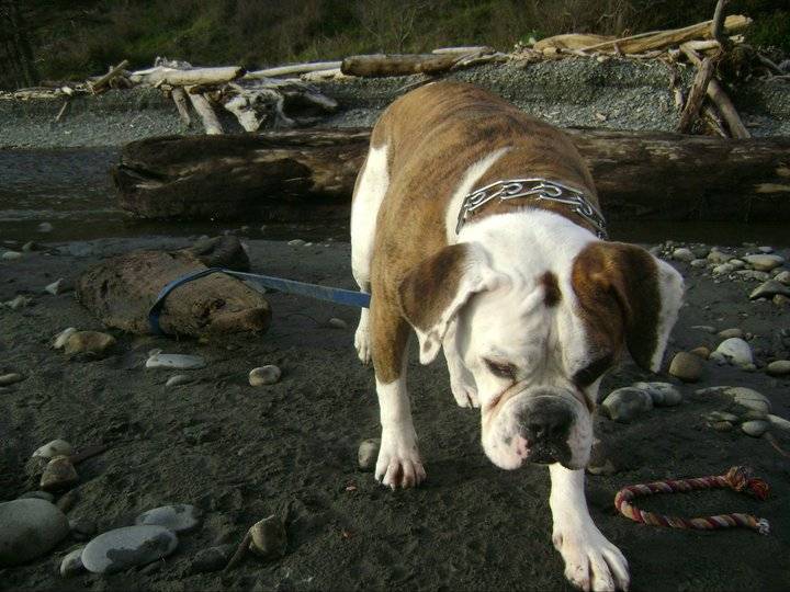 Lola - Bouledogue Américain (6 ans)