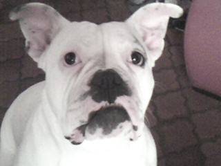 hlady - Bouledogue Américain (1 an)