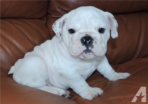 Kayla - Bouledogue Américain (7 mois)
