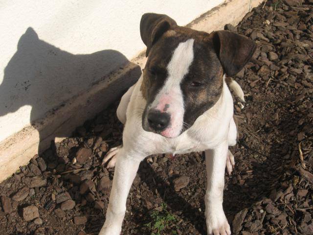 dog argentin croisé bouledogue américain (kenzo) - Bouledogue Américain