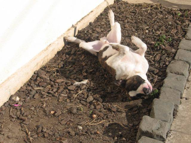 dog argentin croisé bouledogue américain (kenzo) - Bouledogue Américain