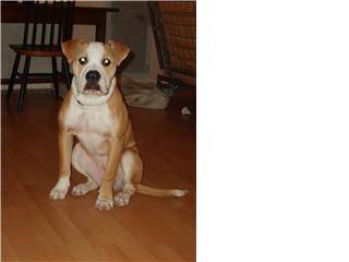 Chiara, bouledogue américain - Bouledogue Américain