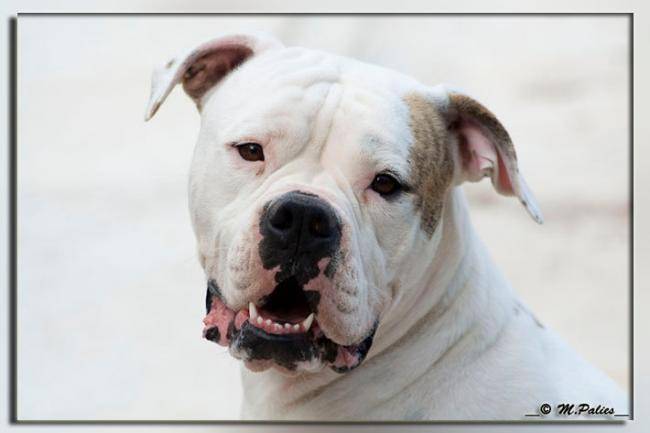 ERWINE des Bully de la Riviera - Bouledogue Américain
