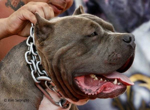 Bloody-Meth' Method profil - Bouledogue Américain