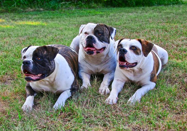 Le Bouledogue américain - Bouledogue Américain