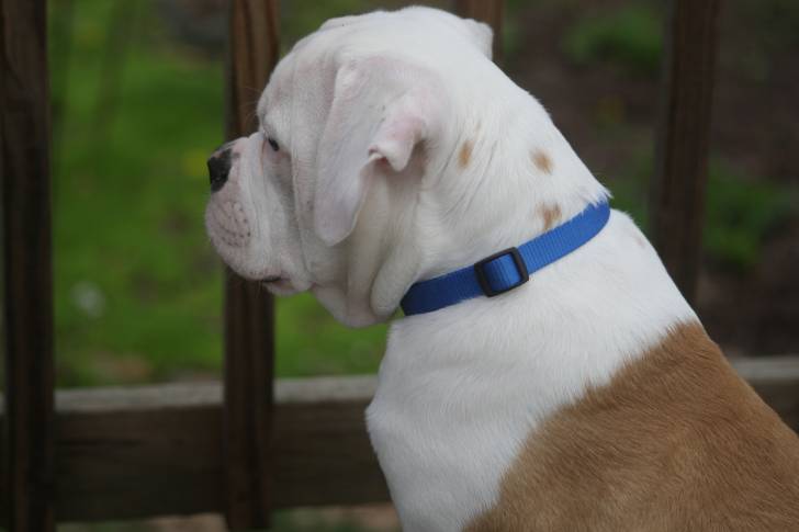 Photo Bouledogue Américain